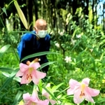 医王寺の境内に咲いたササユリ＝福崎町高岡