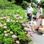 山あいを彩るアジサイ。来週には見頃を迎える＝神河町猪篠