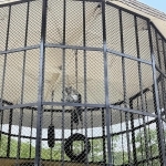 龍野公園動物園で展示中のカニクイザル。飼育環境の悪さが指摘されている＝たつの市龍野町下霞城