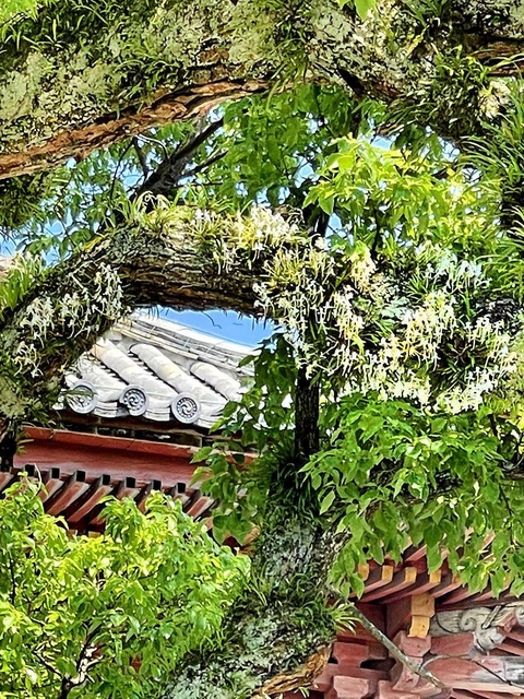 クスノキの大木にくっついて咲いたフウラン＝太子町鵤