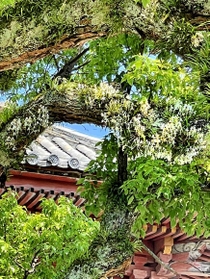 クスノキの大木にくっついて咲いたフウラン＝太子町鵤