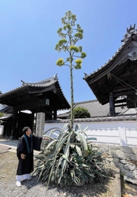 ニョキニョキと茎を伸ばし、花を咲かせたリュウゼツラン＝たつの市揖保川町野田