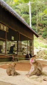 野生のニホンザル８０匹が集まる「船越山るり寺モンキーパーク」＝佐用町船越