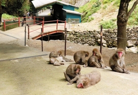 野生のニホンザル８０匹が集まる「船越山るり寺モンキーパーク」＝佐用町船越