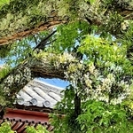 クスノキの大木にくっついて咲いたフウラン＝太子町鵤