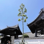 ニョキニョキと茎を伸ばし、花を咲かせたリュウゼツラン＝たつの市揖保川町野田