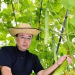 細長く育った「しそう三尺きゅうり」＝宍粟市