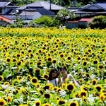 満開となったヒマワリ畑の中で散策を楽しむ来場者＝佐用町内