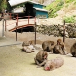 野生のニホンザル８０匹が集まる「船越山るり寺モンキーパーク」＝佐用町船越