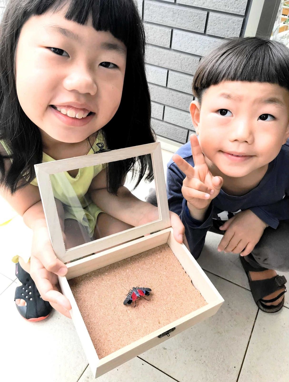 パパ 変わった虫がいた その正体は 親子と記者合同の 自由研究 西播 神戸新聞next