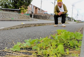 アスファルトの歩道から伸びたつる。１０センチ超の実がなっている＝佐用町佐用