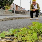 アスファルトの歩道から伸びたつる。１０センチ超の実がなっている＝佐用町佐用