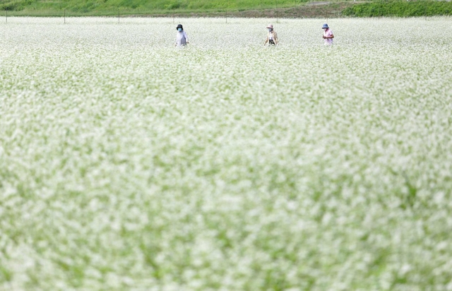 満開となり、畑を一面真っ白に染めるソバの花＝たつの市揖保川町金剛山