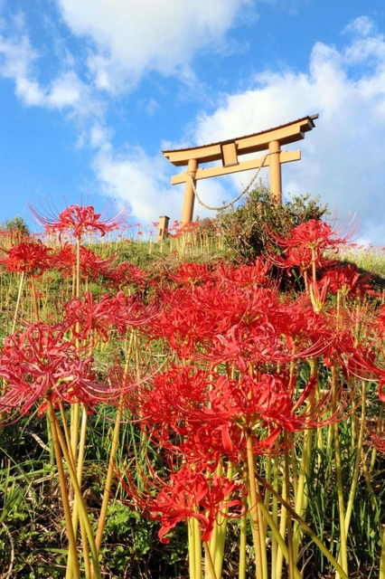 佐用町・下石井八幡神社の大鳥居周辺を赤く染めるヒガンバナ＝同町下石井