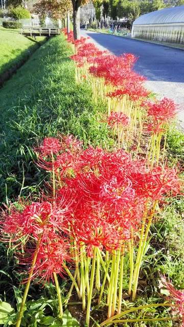 赤穂市の有年原・田中遺跡近くでも見頃に＝同市有年原