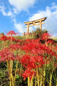 佐用町・下石井八幡神社の大鳥居周辺を赤く染めるヒガンバナ＝同町下石井