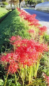 赤穂市の有年原・田中遺跡近くでも見頃に＝同市有年原