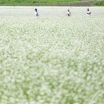 満開となり、畑を一面真っ白に染めるソバの花＝たつの市揖保川町金剛山