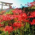 佐用町・下石井八幡神社の大鳥居周辺を赤く染めるヒガンバナ＝同町下石井