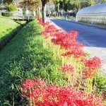 赤穂市の有年原・田中遺跡近くでも見頃に＝同市有年原