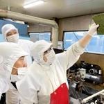 蛍光灯の明かりにかざされたノリの焼き上がりを確認する岡田正春社長（左）＝佐用町大酒
