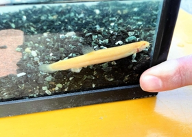 金色に輝くアルビノのドジョウ＝たつの市揖保川町袋尻