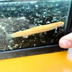 金色に輝くアルビノのドジョウ＝たつの市揖保川町袋尻