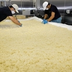新酒の仕込み作業に励む従業員。室内にはふくよかな香りが漂う＝山陽盃酒造