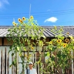 藤本喜和さんの畑で育った高さ３メートル９０センチのヒマワリ＝市川町（同町提供）