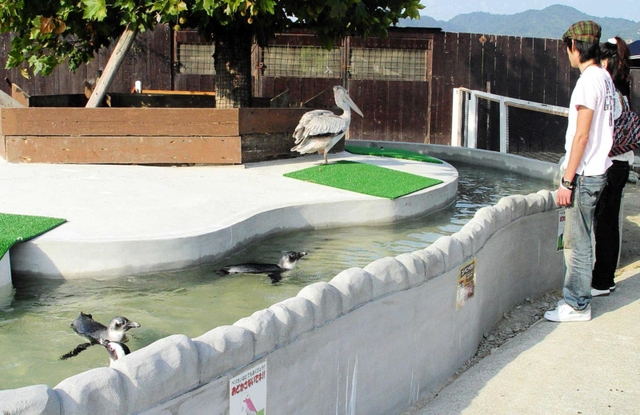ペンギンやペリカンも飼育されていた（提供）＝赤穂市御崎