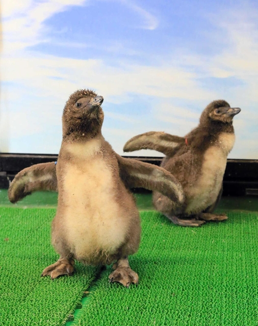 ケープペンギンの赤ちゃん＝ヨーデルの森