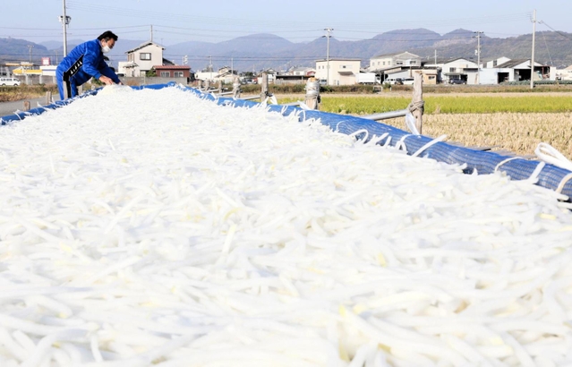 冷たい風にさらされ、陽光を受けて白く輝くダイコン＝たつの市御津町苅屋