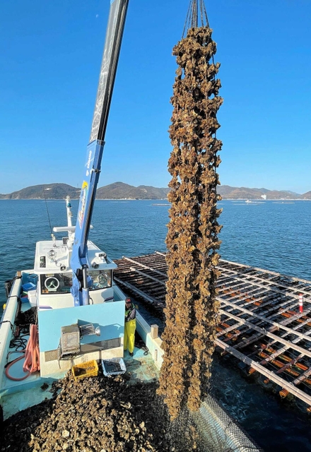 引き揚げられる成長したカキ。間もなく最盛期を迎える＝相生市の相生湾沖