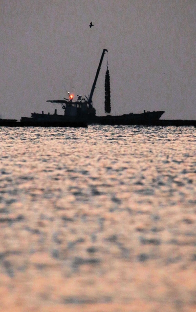 水揚げ作業は夜明け前から始まる＝赤穂市の坂越沖