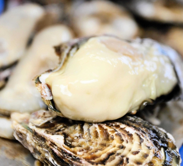 大きく成長したカキ＝相生市相生