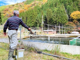 平野岩夫さんが養殖池に餌を投げ込むと、食いつくサーモンで水面が激しく波立つ＝遊ファーム