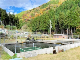 清流を引き込んだ養殖池。サーモンとともに地域の未来も育む＝遊ファーム