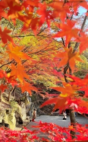 赤や黄に…渓谷彩る紅葉 イロハモミジなど400本 たつの・東山公園