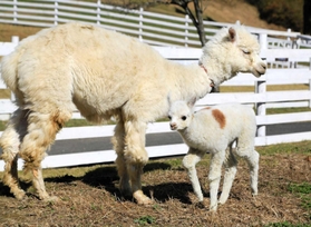 母の「ましろ」にくっつくアルパカの赤ちゃん＝ヨーデルの森