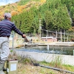平野岩夫さんが養殖池に餌を投げ込むと、食いつくサーモンで水面が激しく波立つ＝遊ファーム