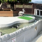 ペンギンやペリカンも飼育されていた（提供）＝赤穂市御崎