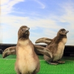 ケープペンギンの赤ちゃん＝ヨーデルの森