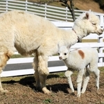 母の「ましろ」にくっつくアルパカの赤ちゃん＝ヨーデルの森