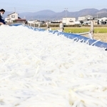 冷たい風にさらされ、陽光を受けて白く輝くダイコン＝たつの市御津町苅屋