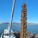 引き揚げられる成長したカキ。間もなく最盛期を迎える＝相生市の相生湾沖