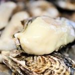 大きく成長したカキ＝相生市相生