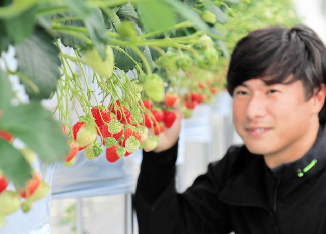 収穫に向けてイチゴを確認する塚本慶彦さん＝たつの市揖西町