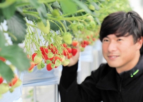 収穫に向けてイチゴを確認する塚本慶彦さん＝たつの市揖西町