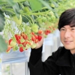 収穫に向けてイチゴを確認する塚本慶彦さん＝たつの市揖西町