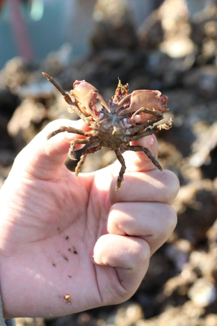 カキ殻に隠れていたカニ